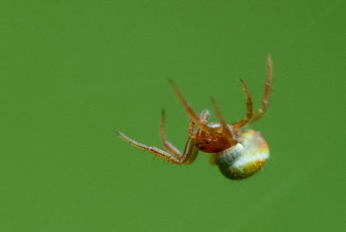 Réf. 202 960 : Araniella sp.